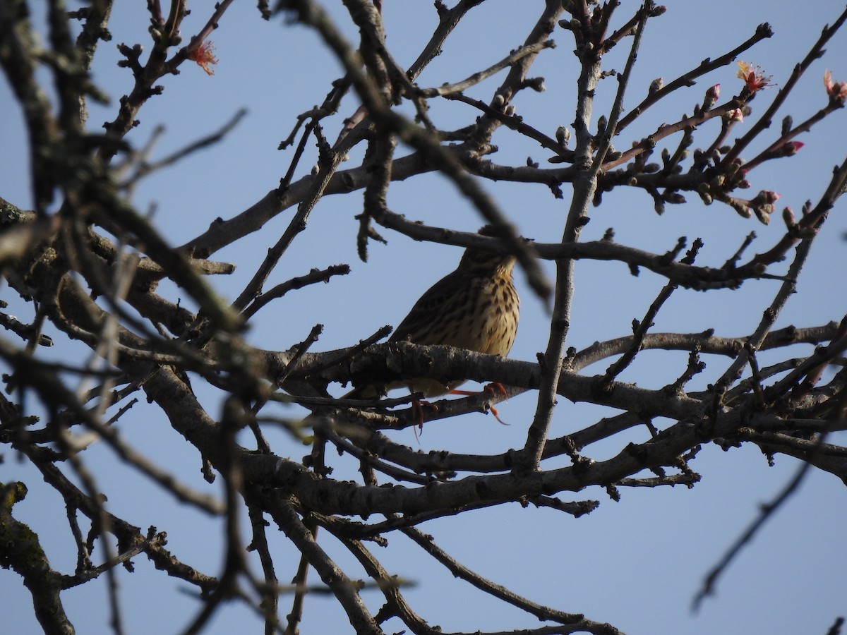 Meadow Pipit - ML622998431