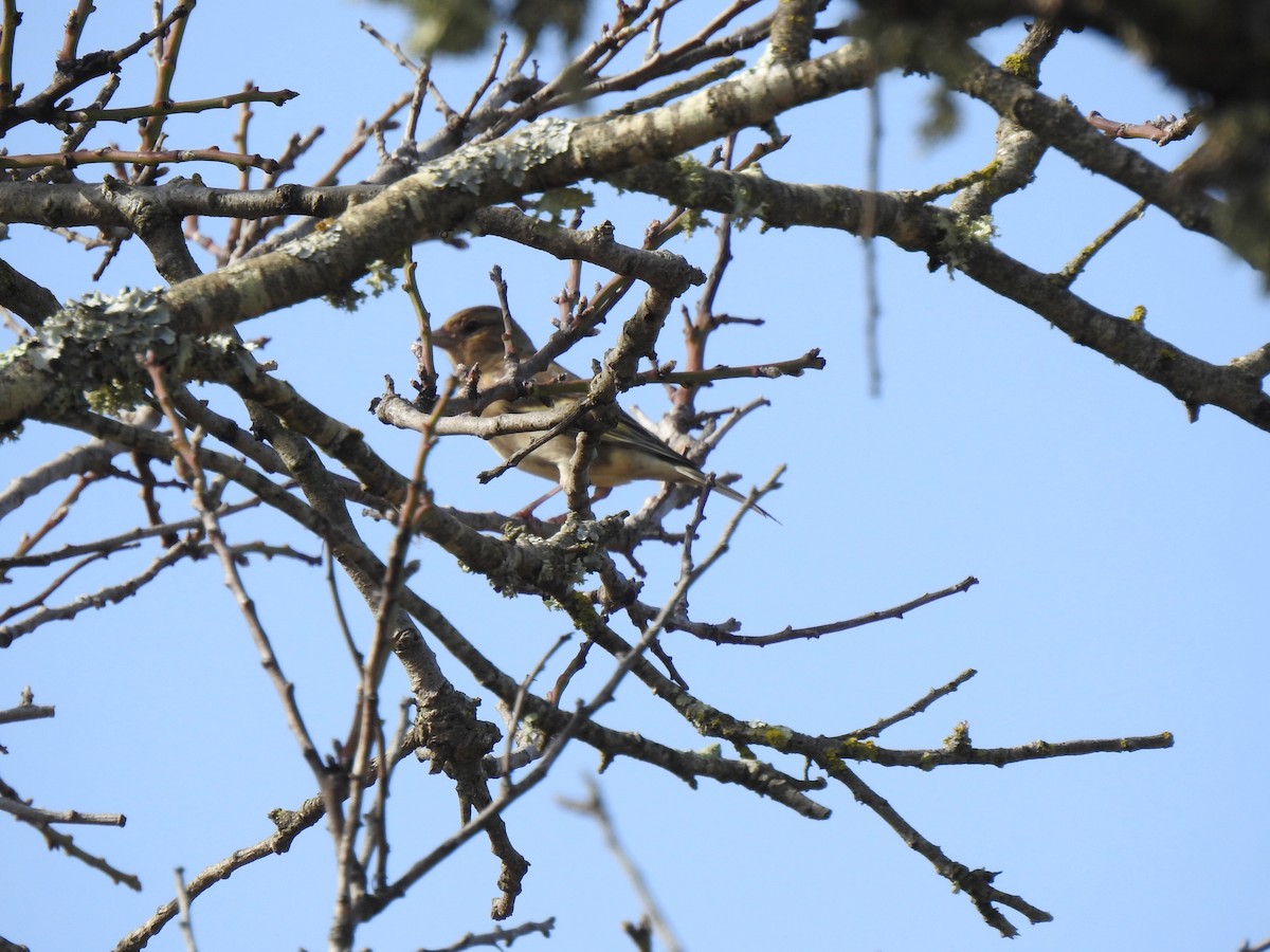 Common Chaffinch - ML622998443
