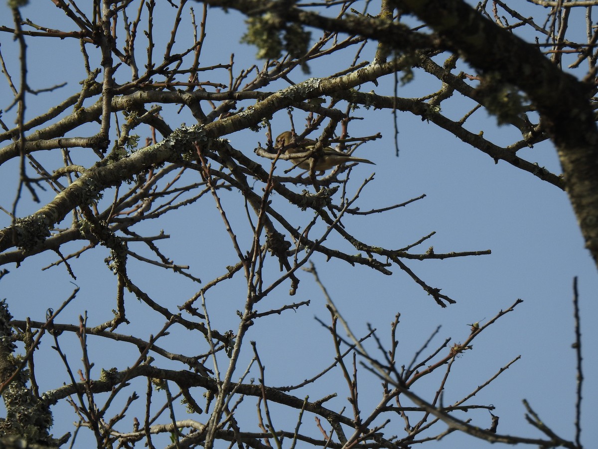 Common Chaffinch - ML622998444