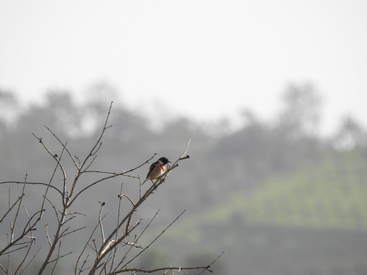 European Stonechat - ML622998455