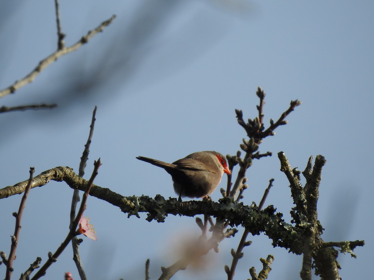 Common Waxbill - ML622998459