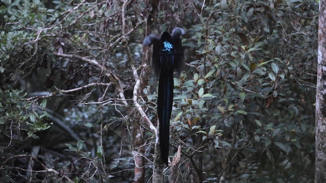 Black Sicklebill - ML622998469