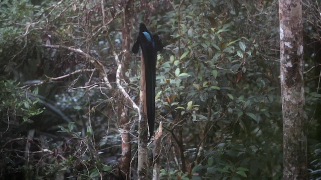 Black Sicklebill - ML622998470