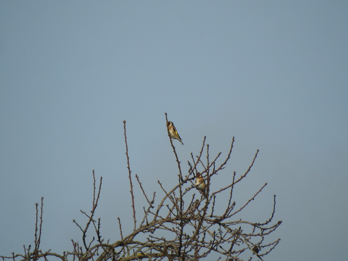 European Goldfinch - ML622998471