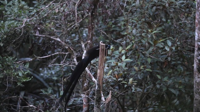 Black Sicklebill - ML622998472