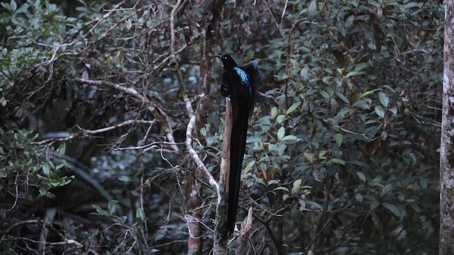 Black Sicklebill - ML622998473