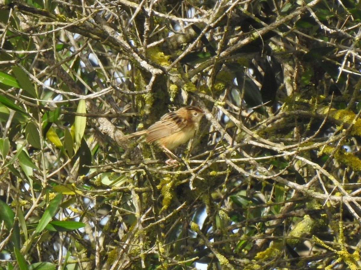 Zitting Cisticola - ML622998493