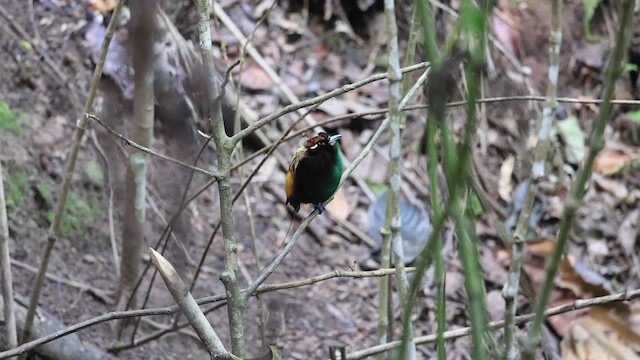 Magnificent Bird-of-Paradise - ML622998555