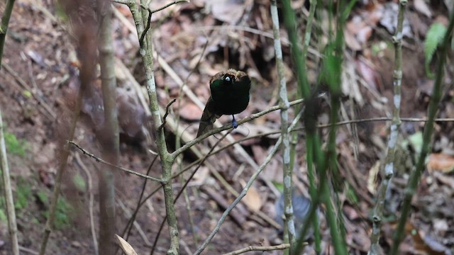 Magnificent Bird-of-Paradise - ML622998558