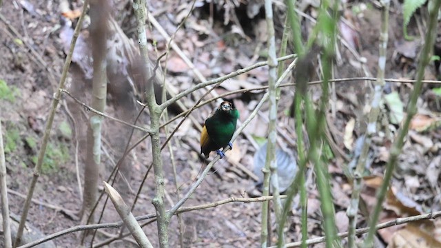 Magnificent Bird-of-Paradise - ML622998559