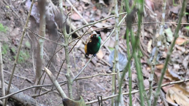 Magnificent Bird-of-Paradise - ML622998562