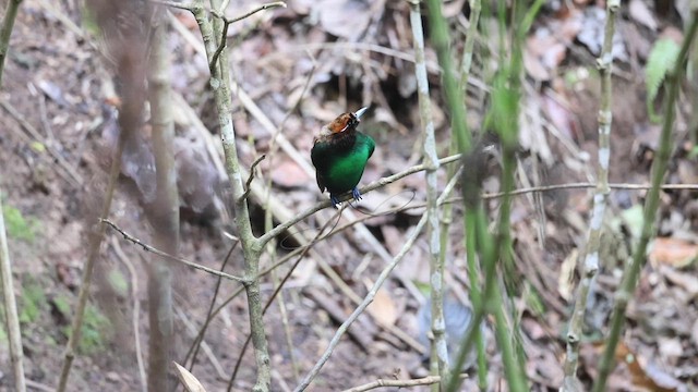 Magnificent Bird-of-Paradise - ML622998564