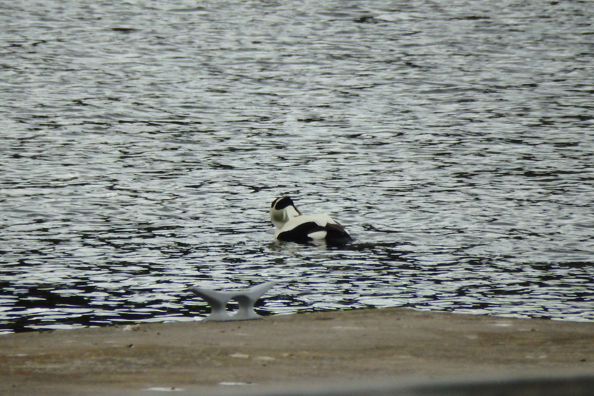 Common Eider (Eurasian) - ML622998643