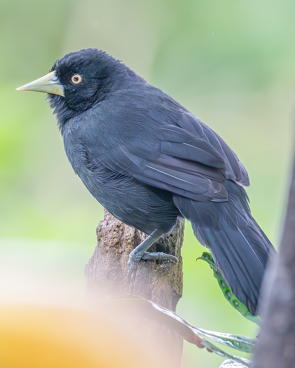 Yellow-billed Cacique - ML622998679