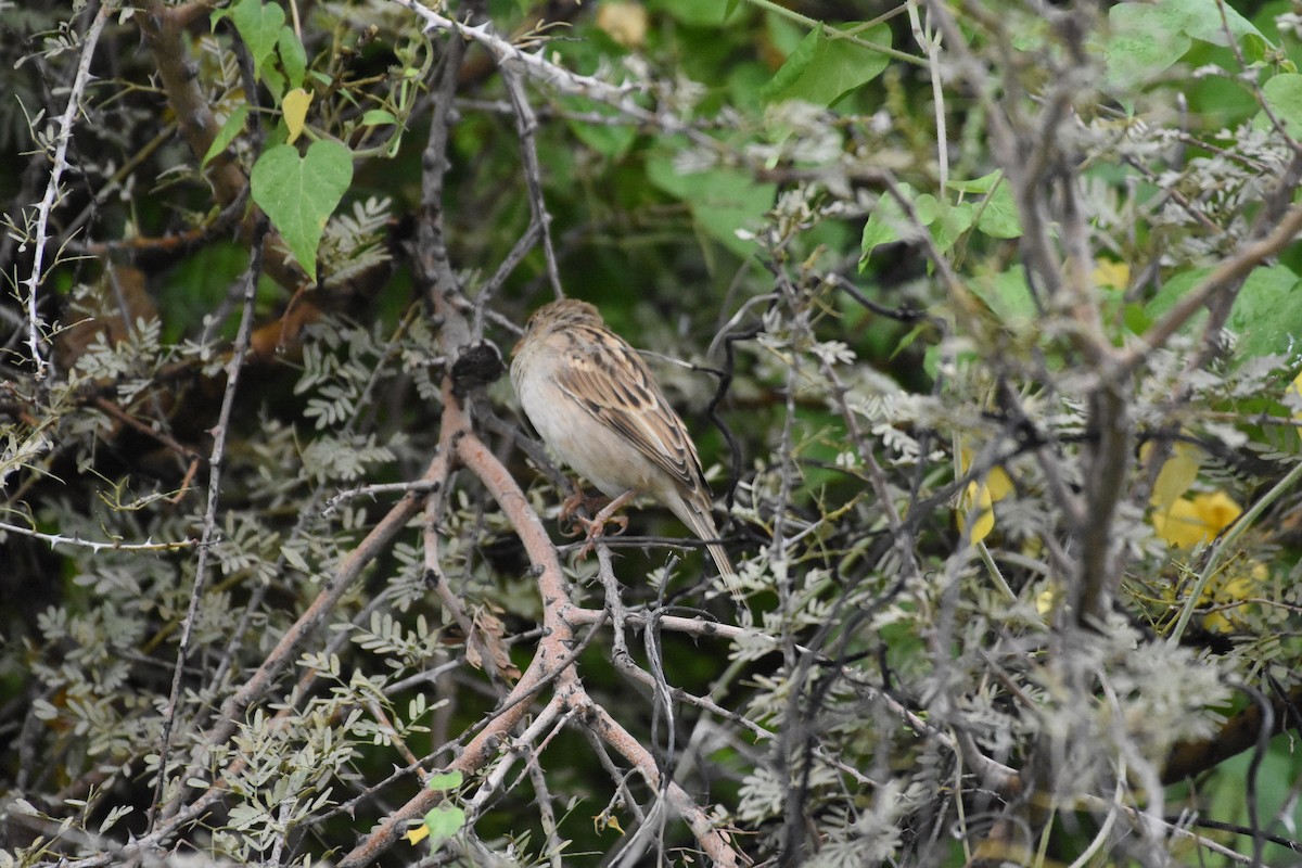 House Sparrow - Sanjiv Khanna