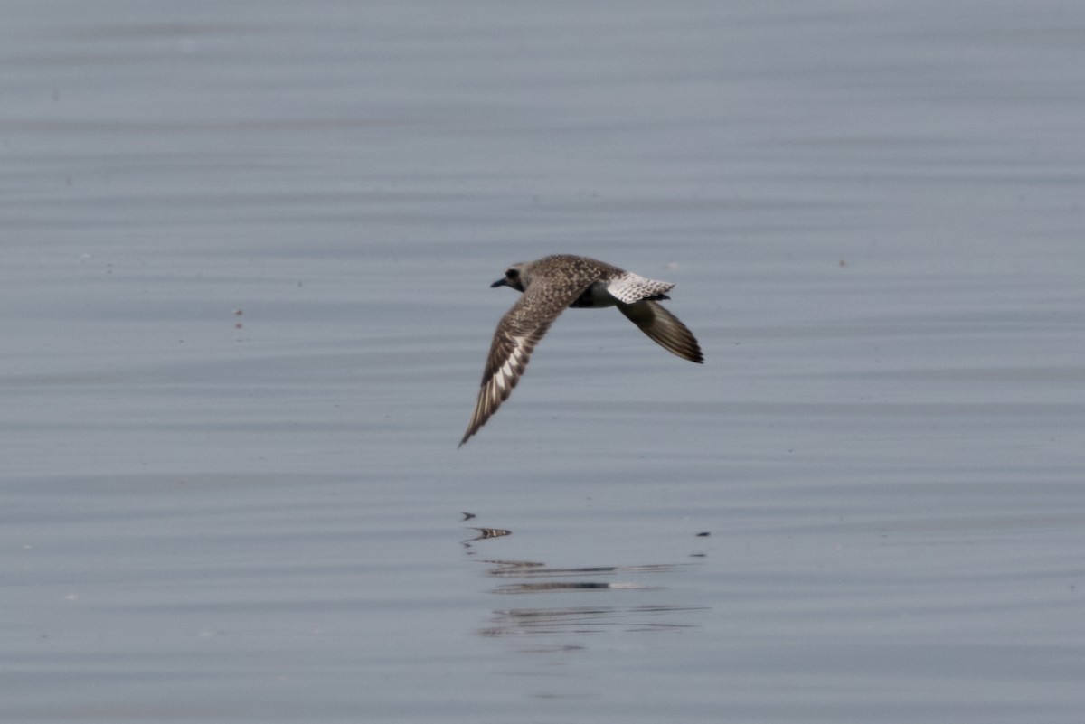 Black-bellied Plover - ML622998722