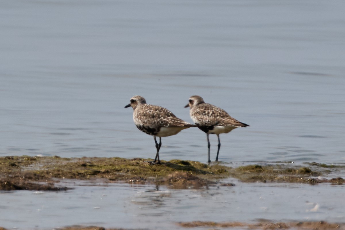 Black-bellied Plover - David Bird