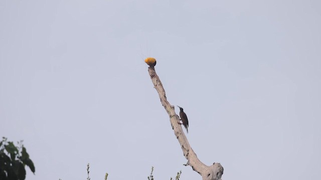 Twelve-wired Bird-of-Paradise - ML622998773