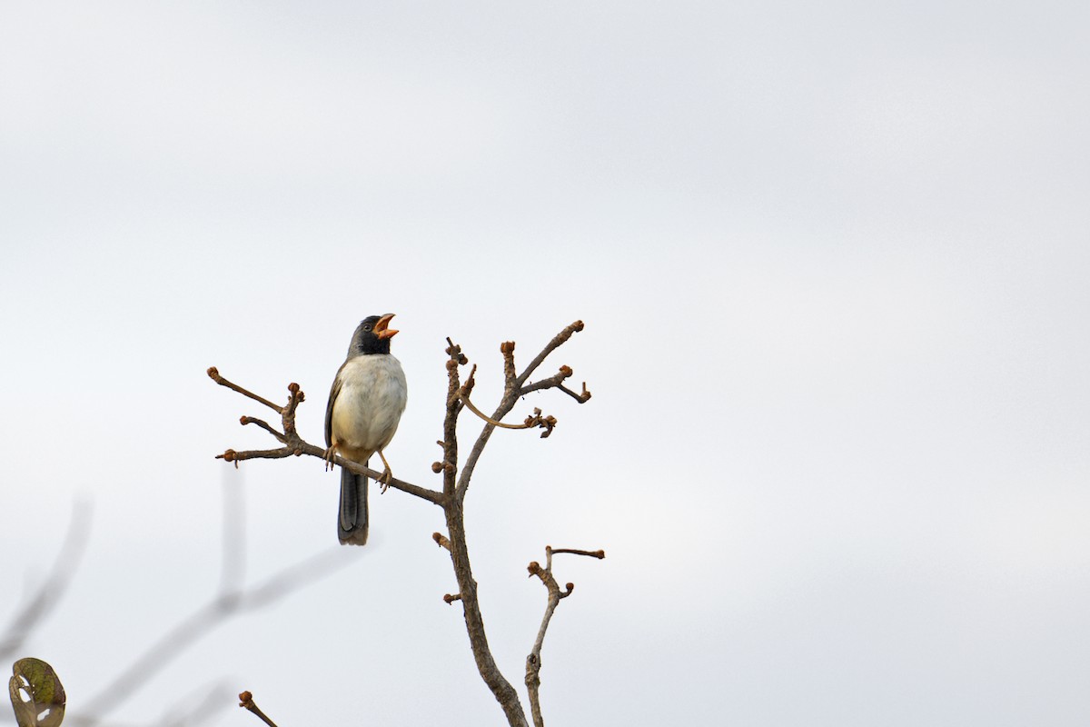 Black-throated Saltator - ML622998831