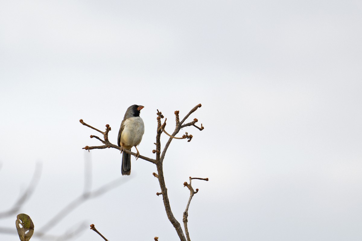 Black-throated Saltator - ML622998832