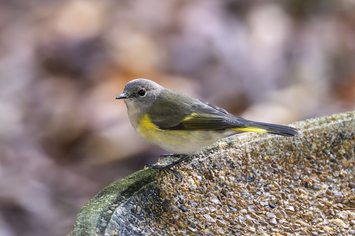 American Redstart - ML622998911