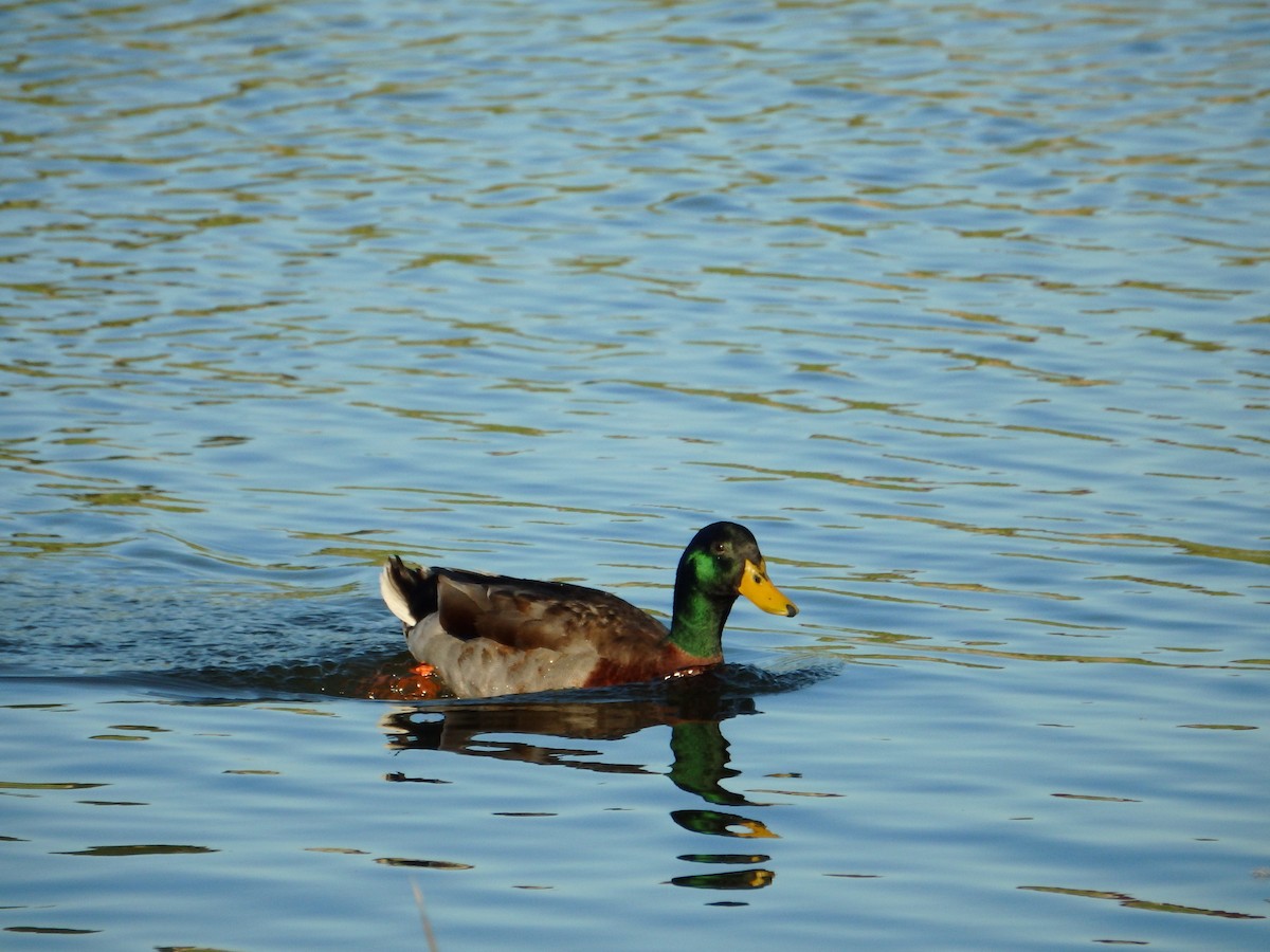 Mallard - Duarte Frade