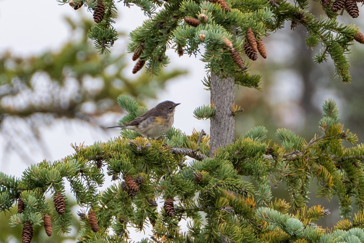 Yellow-rumped Warbler - ML622999190