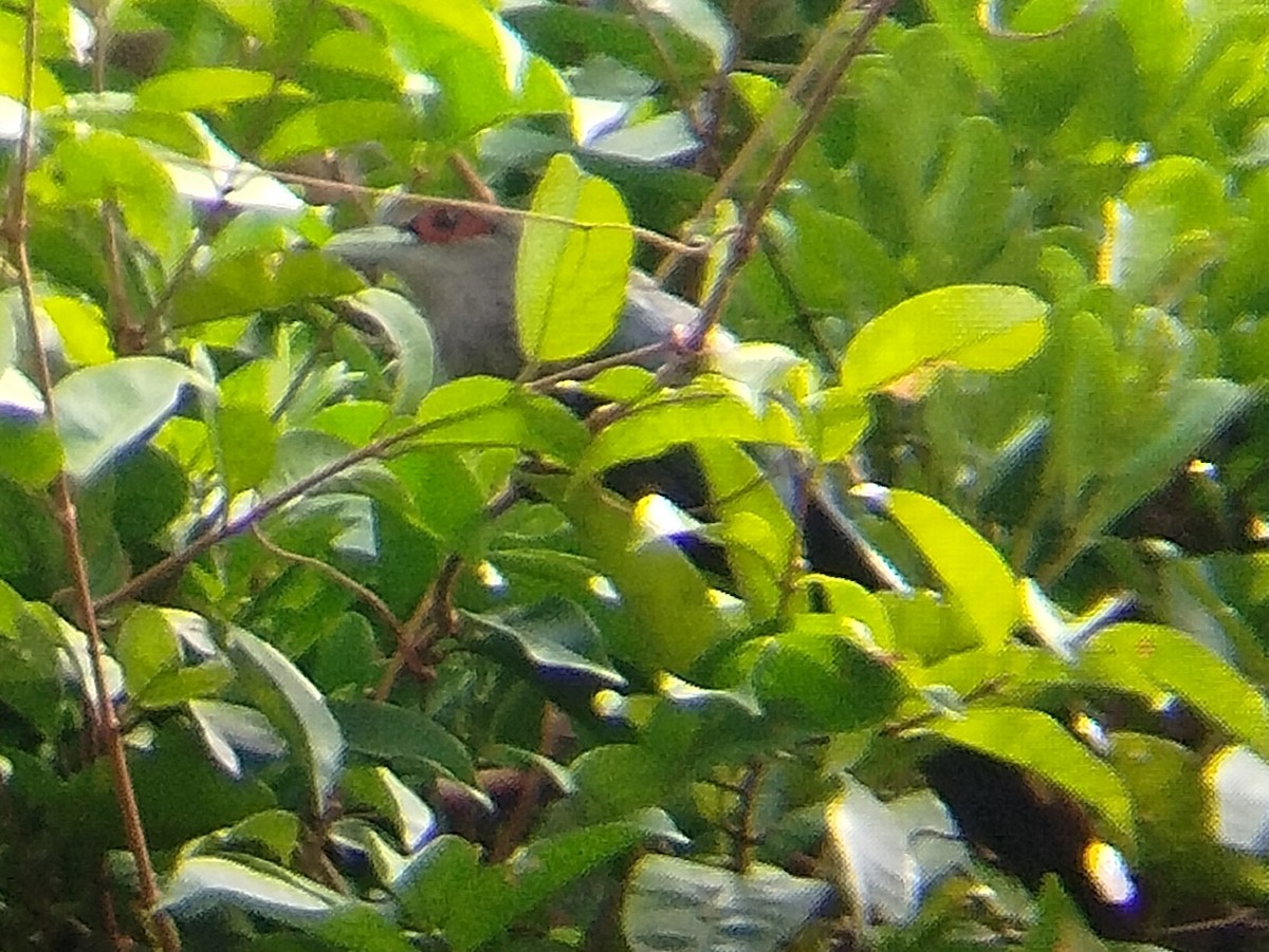 Black-bellied Malkoha - ML622999247