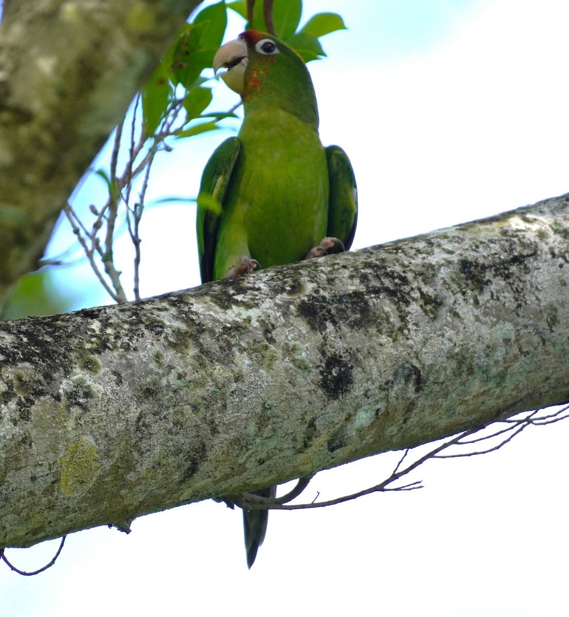 Mitred Parakeet - ML622999261