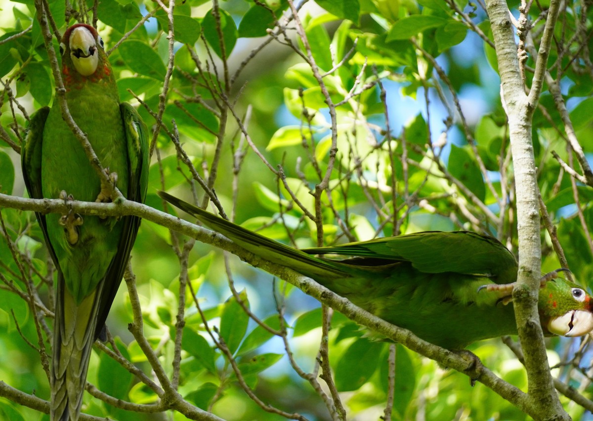 Mitred Parakeet - ML622999262