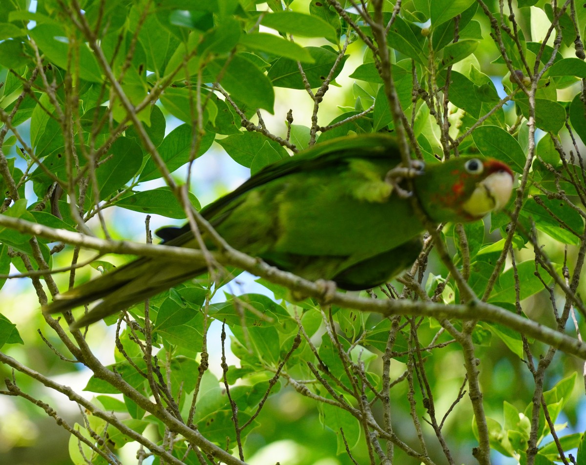 Mitred Parakeet - Brian Rapoza