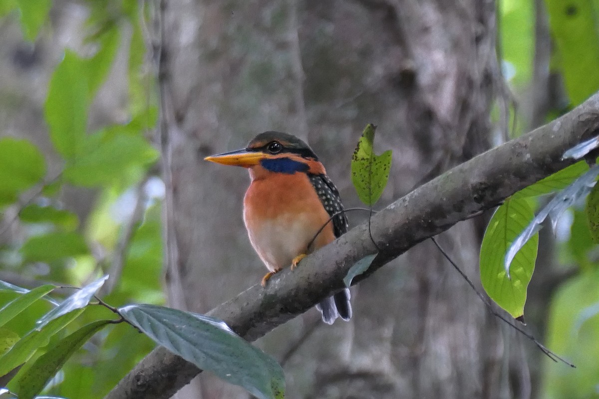 Rufous-collared Kingfisher - ML622999391