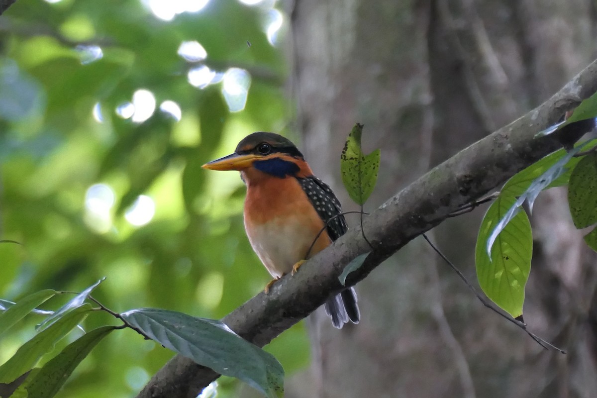 Rufous-collared Kingfisher - ML622999392