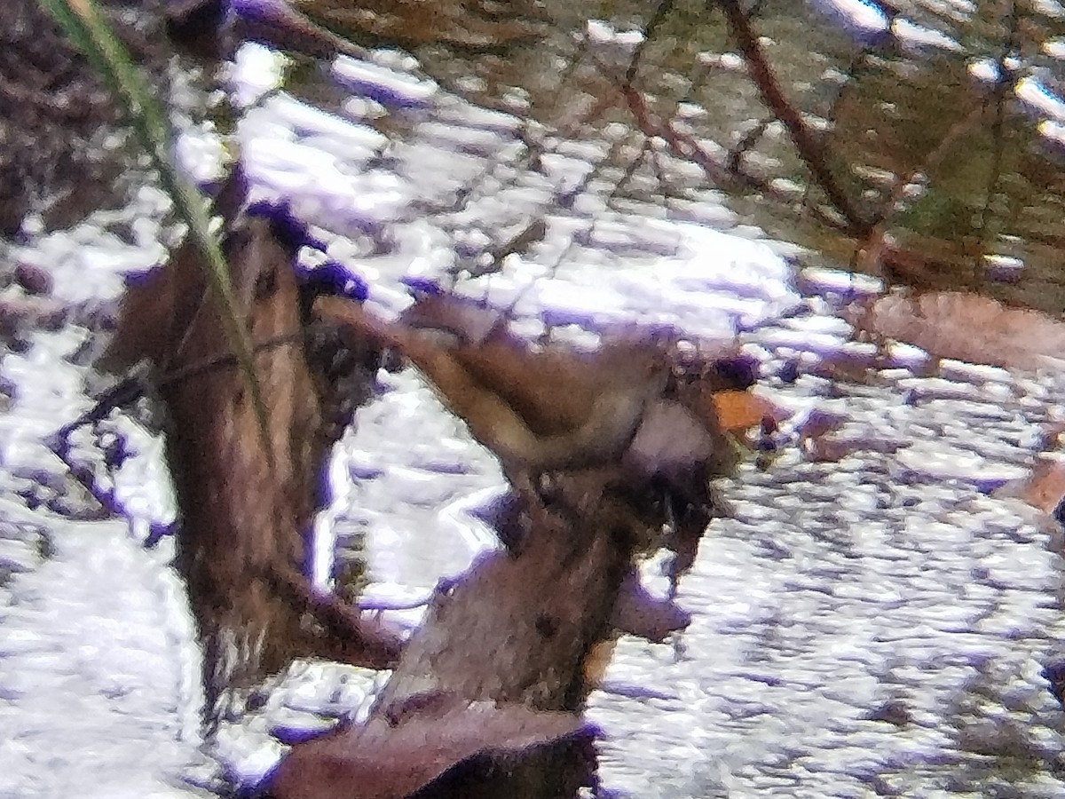 Spectacled Bulbul - ML622999410