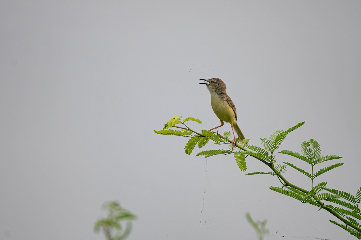 Delicate Prinia - ML622999490