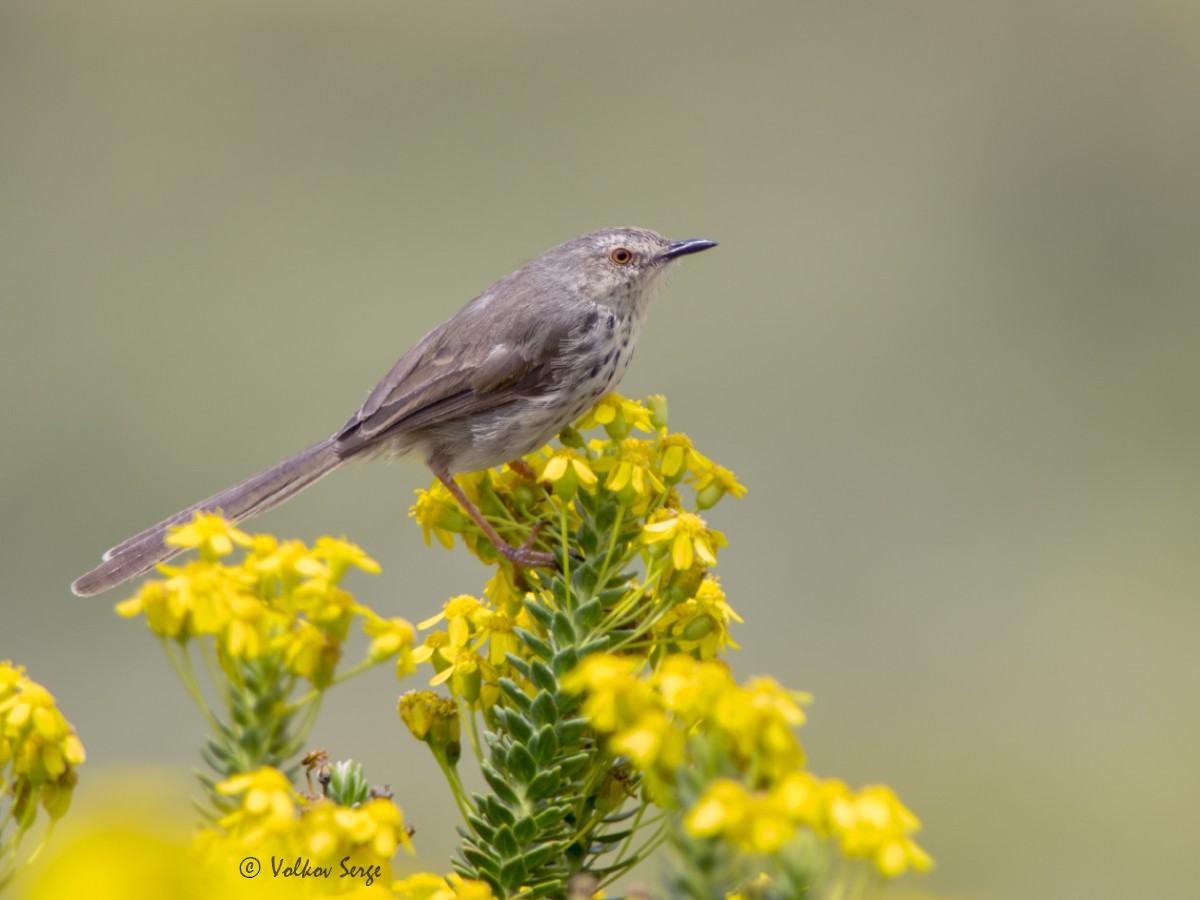 Drakensberg Prinia - ML622999510