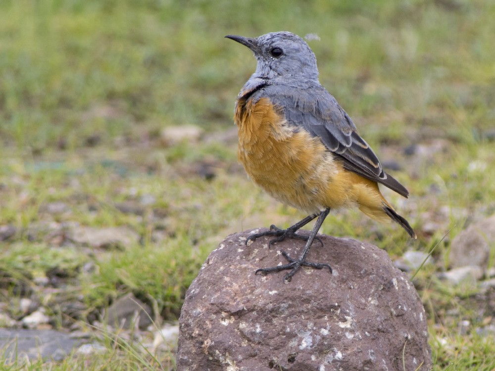 Sentinel Rock-Thrush - Volkov Sergey