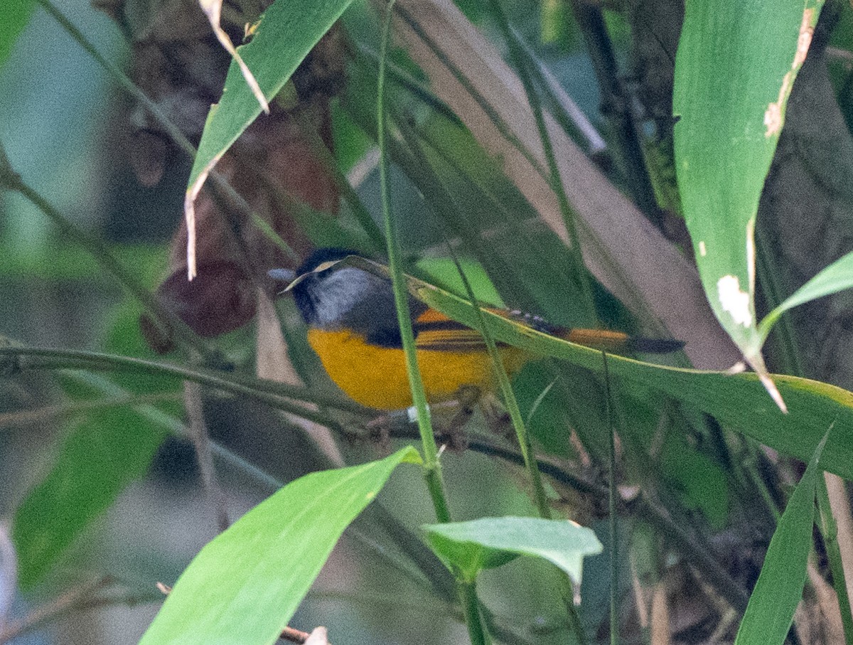 Golden-breasted Fulvetta - ML622999513