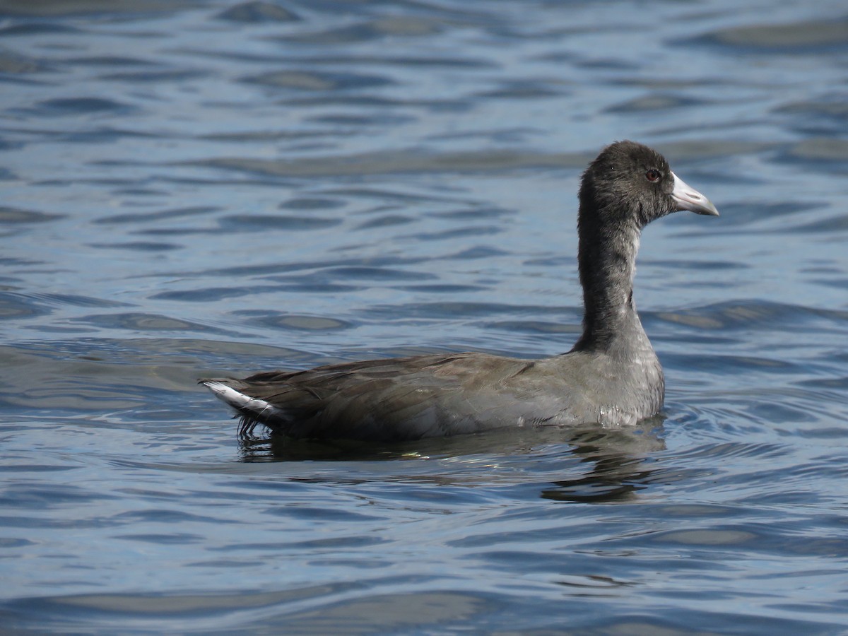 American Coot - ML622999588