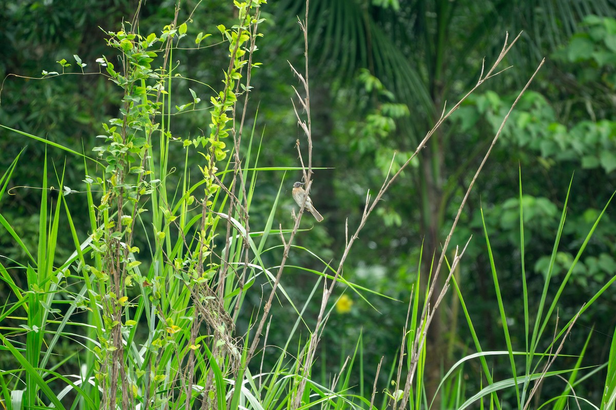 Philippine Bulbul - ML622999647