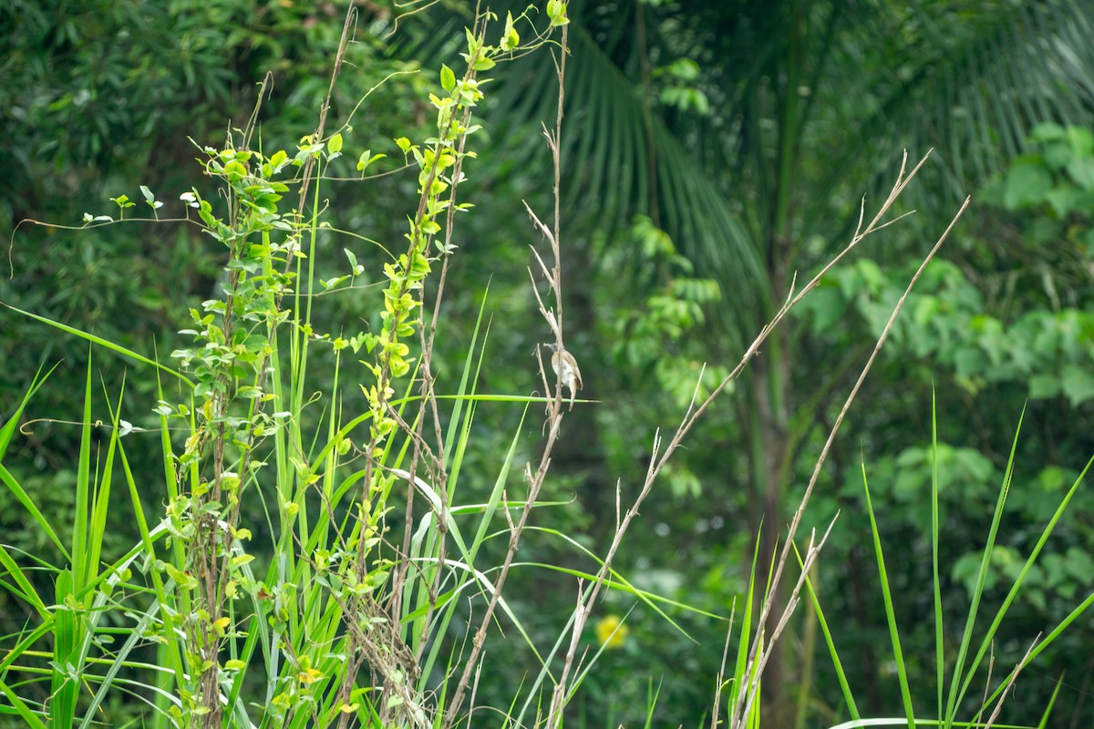 Philippine Bulbul - ML622999648