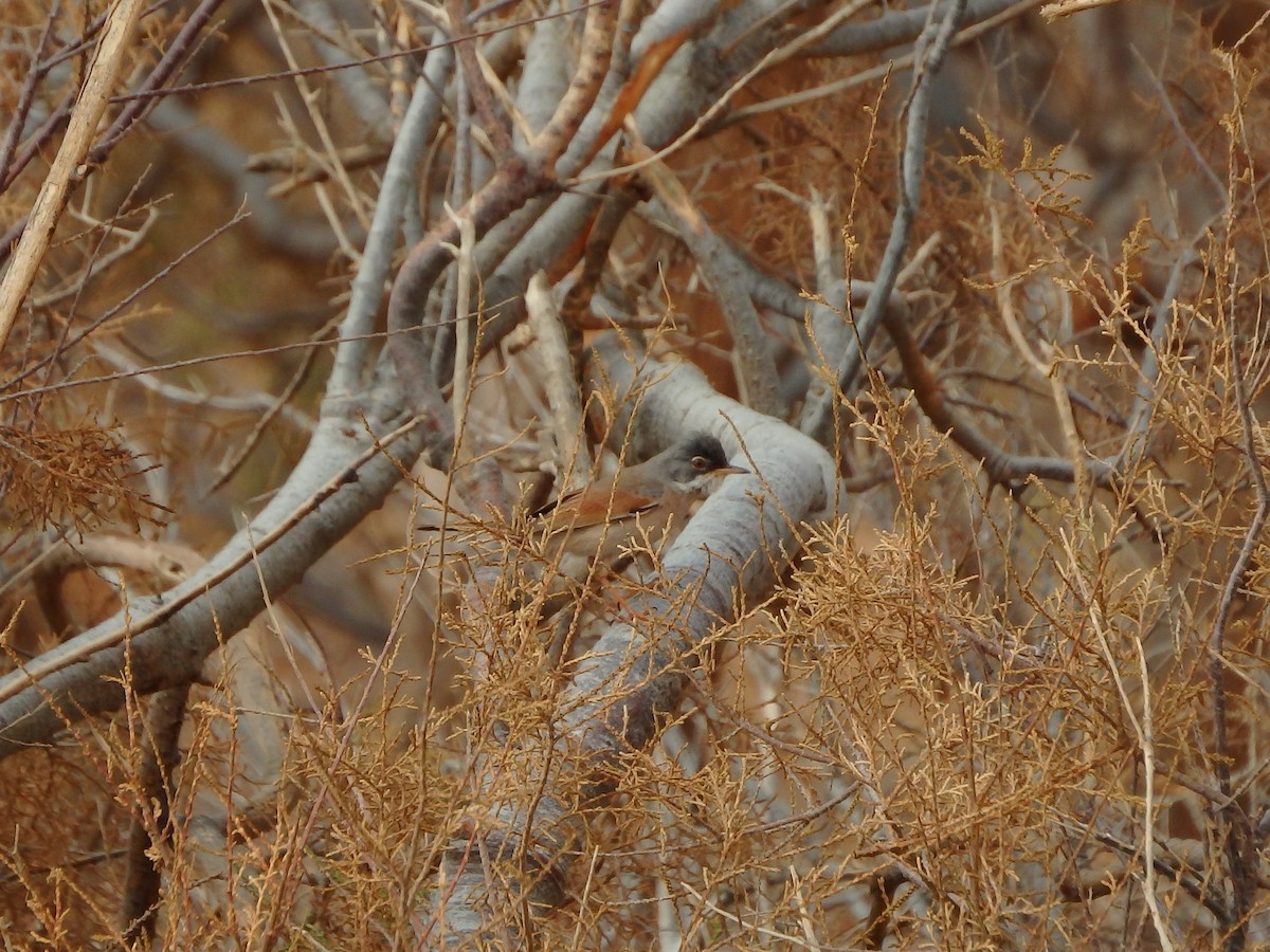 Spectacled Warbler - ML622999660