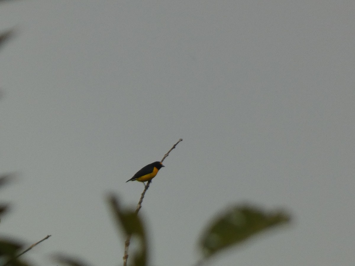 White-vented Euphonia - ML622999665