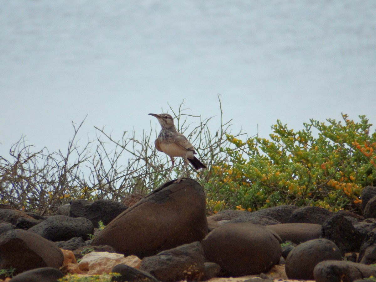 Greater Hoopoe-Lark - ML622999672