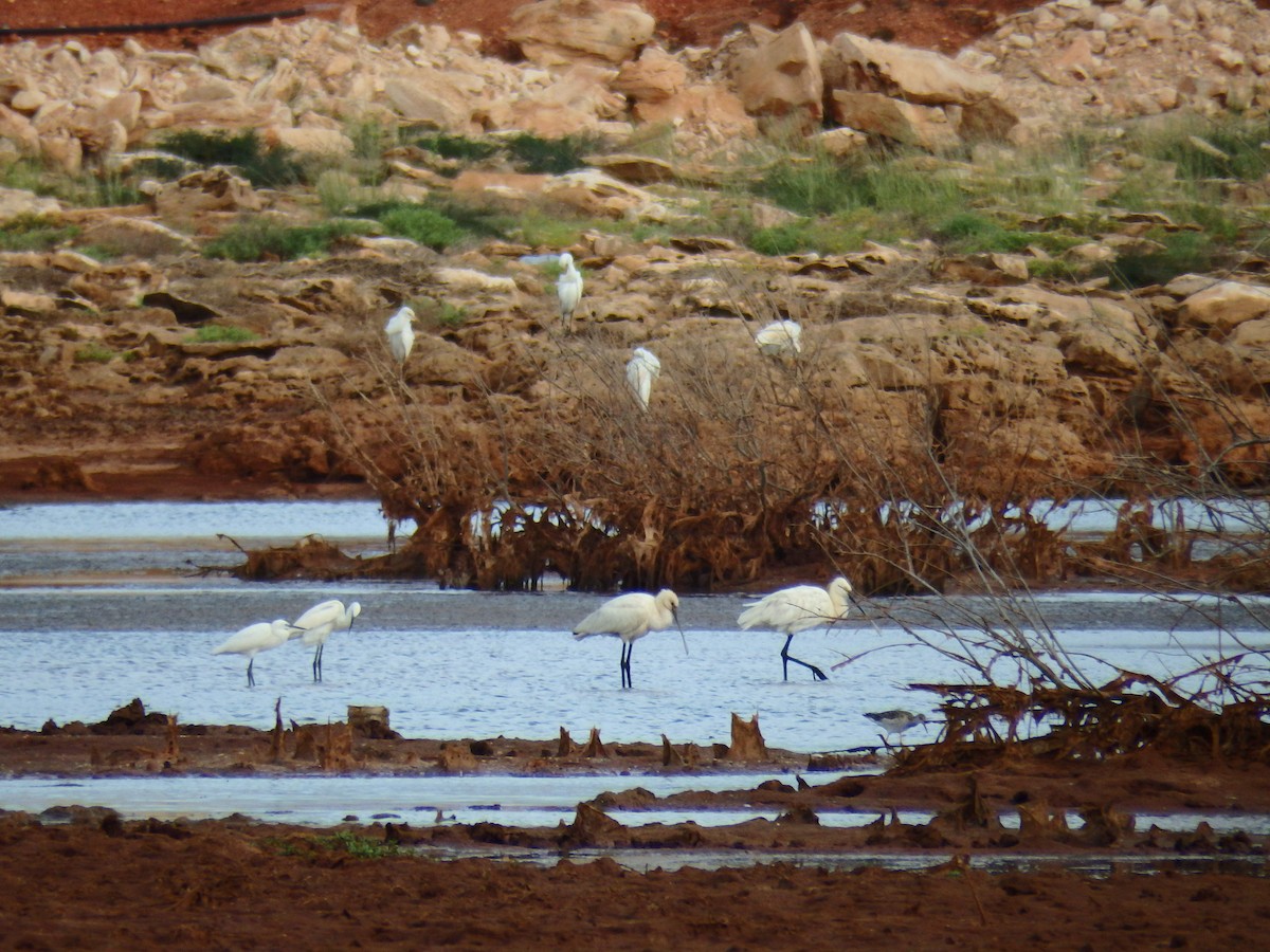 Western Cattle Egret - ML622999792