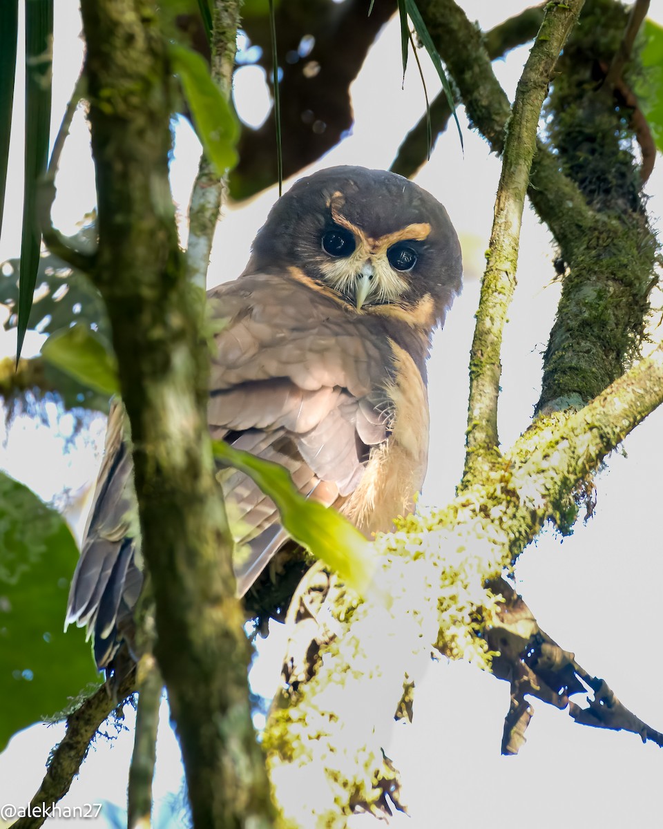 Tawny-browed Owl - ML622999899