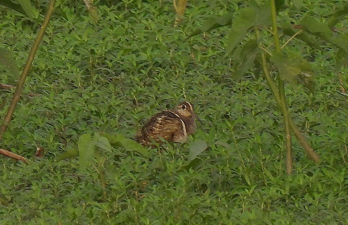 Greater Painted-Snipe - Sahana M