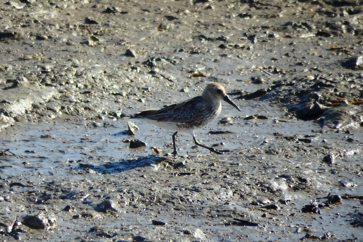 Dunlin - ML622999955