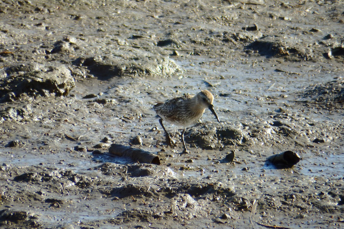 Dunlin - ML622999956