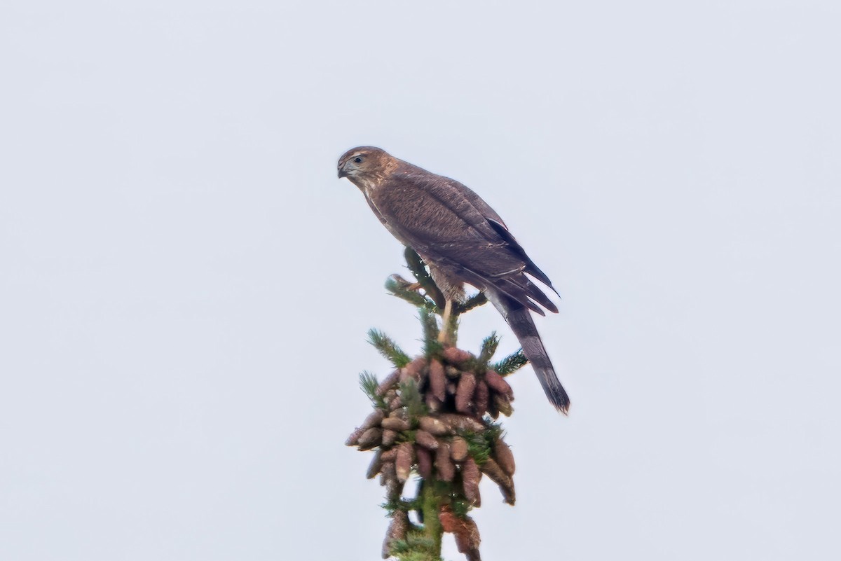 Sharp-shinned Hawk - ML623000111